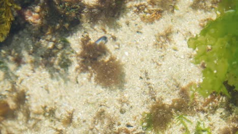 Pfanne-Verschiedener-Algenarten-An-Der-Galizischen-Küste-Mit-Weißem-Sandboden