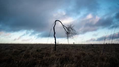 Einsamer-Gebogener-Baum,-Der-Im-Zeitraffer-Eines-Bewölkten-Tages-Im-Moorland-überlebt