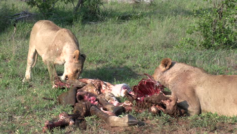 A-lioness-drags-a-giraffe-carcass-into-the-bush-so-she-can-finish-her-meal-in-the-shade