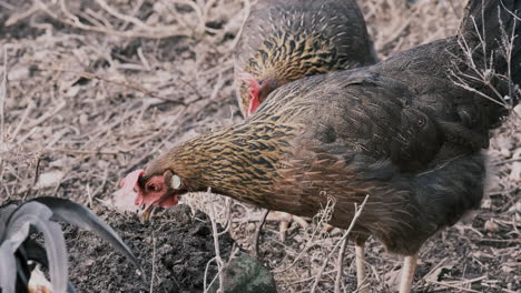 Static-slomo-shot-of-chickens-picking-through-dirt