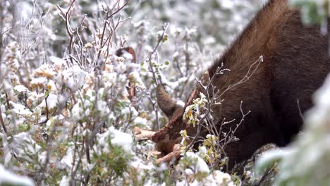 Moose-eating-leaves-in-the-mountains-of-Colorado