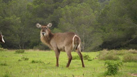 A-female-waterbuck-stands-tall-on-the-vibrant-green-meadow,-tracking-shot