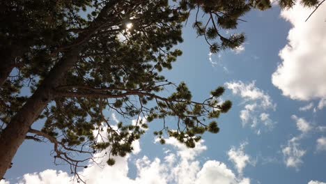Looking-up-through-pine-tree-branches-to-the-sun-on-a-beautiful-partly-cloudy-day-in-Wyoming