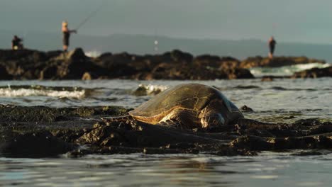 Schildkröte-Von-Hawaii-Liegt-Im-Wasser-Am-Ufer