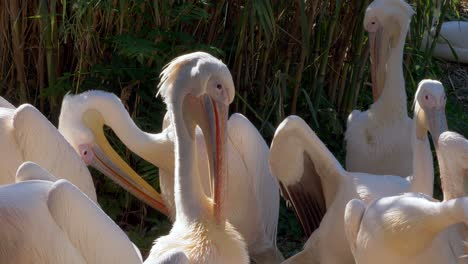 Group-of-beautiful-pelicans-resting-in-nature-during-sunny-day-outdoors