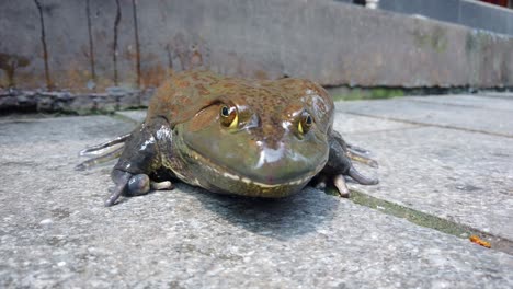 Gigantic-chinese-toad-frog-on-the-street-pavement-in-town-in-China