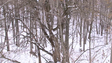 Wide-shot-of-deer-walking-through-snowy-forest