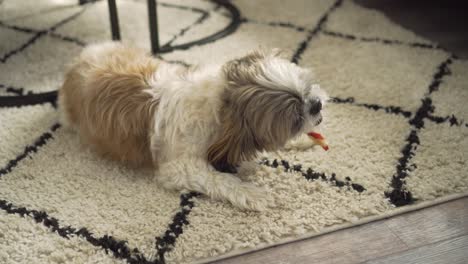Boomer-dog-chewing-on-chew-stick-treat-on-living-room-rug,-down-medium-shot