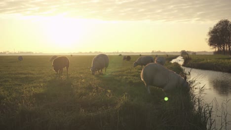 Sheep-grazing-on-dutch-polder-grassland-at-sunset,-dike-river-embankment