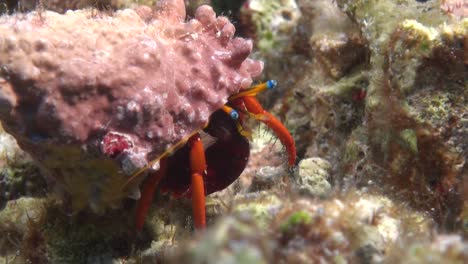 Hermit-crab-crawling-over-coral-reef-at-night