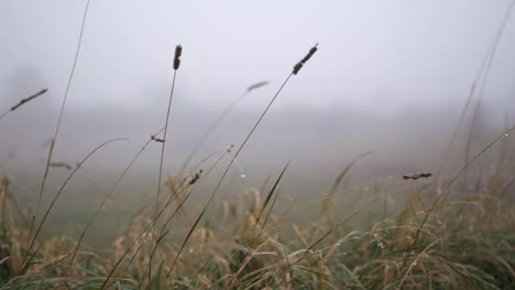 Tall-grass-on-a-foggy-misty-day-medium-panning-shot