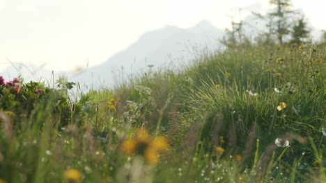 Mountain-biker-pedals-through-flowers-and-tall-grass-in-one-direction-then-the-other