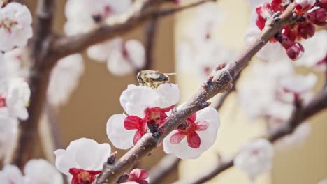 Close-up-shot-of-a-bee-collecting-pollen-from-apricot-blossom,-slow-motion