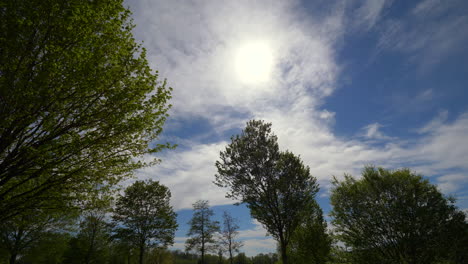 Soft-swaying-trees-in-front-of-blue-sky-and-sunlight-behind-clouds-during-windy-spring-day
