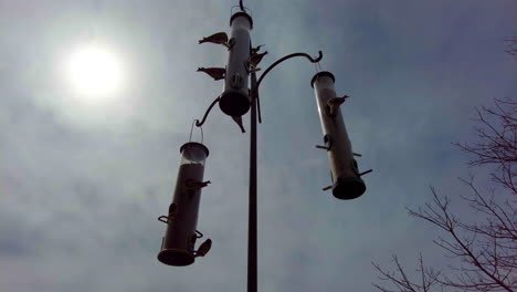 Up-angle-shot-of-birds-at-bird-feeders,-into-the-sun