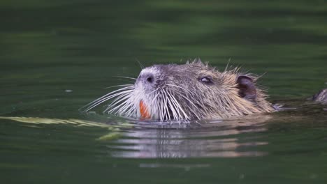 Close-up-of-a-coypu-eating-green-leaves-with-its-big-orange-teeth-while-floating-on-a-pond