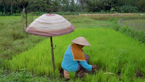 Indonesian-woman-collecting-seedlings-from-rice-field,-traditional-farming