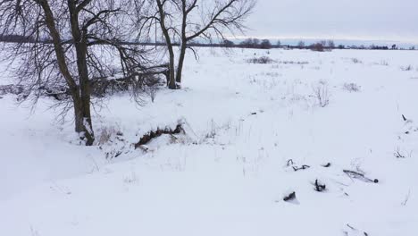 coyote-running-full-speed-along-frozen-creek-system
