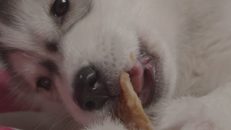 Cachorro-De-Perro-Husky-Siberiano-Comiendo-Un-Hueso-De-Carne