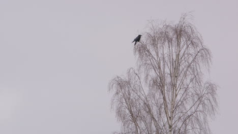 A-lone-carrion-crow-on-top-of-a-leafless-tree-in-Sweden,-wide-shot