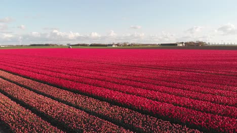 Aerial:-beautiful-red-tulips-growing-in-Netherlands-fields,-4k-landscape