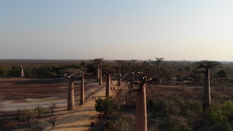 Arboles-Baobab-En-Madagascar.-Drone-Trepando-Por-Encima-De-Los-árboles