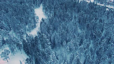 Aerial-view-of-a-frozen-forest-with-snow-covered-trees-at-winter