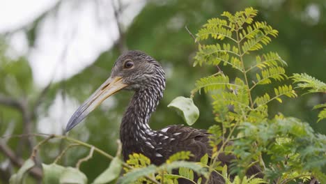 Close-up-of-a-limpkin-bird-looking-curiously-while-sitting-on-a-branch-between-leaves