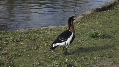 Mallard-Duck-Beside-St-James-Lake-In-London