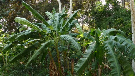 Exotische-Hellgrüne-Palmenblätter,-Die-Sich-Im-Wind-Bewegen,-In-Einem-Tropischen-Wald-In-Panama