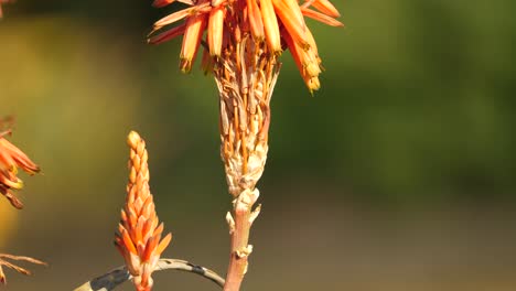 Detail-Der-Schönen-Afrikanischen-Aloe-Blume-In-Südafrika