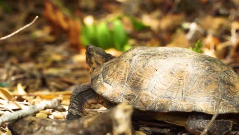Wilde-Schildkröten-Krabbeln-Auf-Trockenem-Laubboden-Und-Erkunden-Die-Umgebung-Aus-Nächster-Nähe