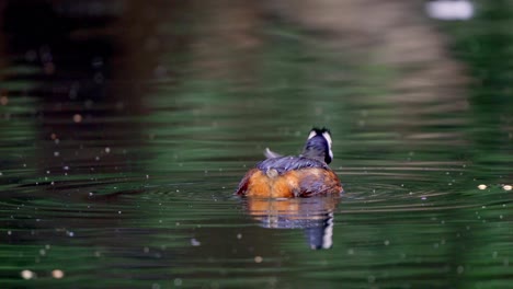 Close-view-of-a-cute-White-tufted-Grebe-fishing-on-a-pond