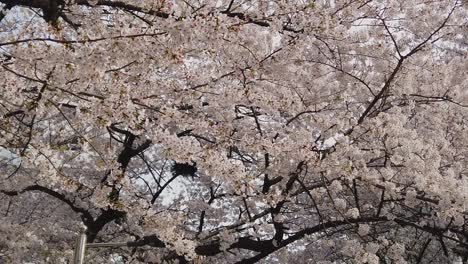 Kirschblüte-Oder-Sakura