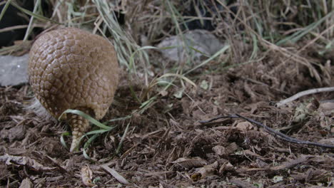 Armadillo-eats-and-turns-around-in-forest---shielded-mammal
