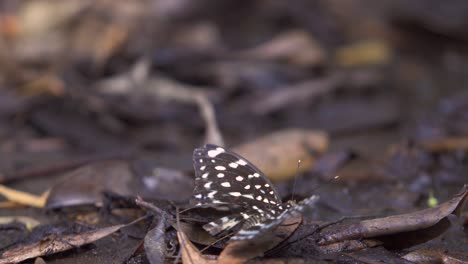 Butterfly-with-broken-wing-at-rest-on-leafy-floor,-turns-and-flies-off