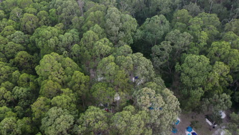 Descending-aerial:-Tents-on-pads-in-beautiful-forest-campground,-AUS