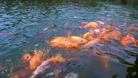 Gasp-of-orange-koi-carp-fish-swim-on-water-surface-searching-for-food