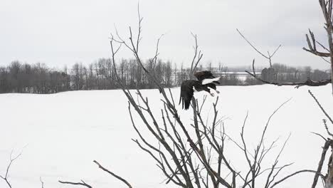 Weißkopfseeadler-Fliegen-Vom-Barsch-Winterbaum-Super-Slomo-Luftaufnahme