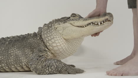 Mann-Ohne-Schuhe,-Der-Einen-Alligator-Handhabt