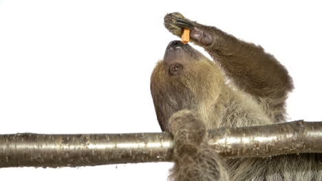 Cute-sloth-eating-a-sweet-potato-on-a-branch-white-screen