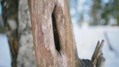 Slow-pan-of-thin-dry-old-tree-trunk-with-hole-in-it,-shallow-DOF