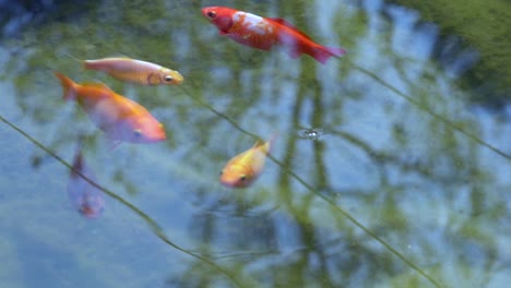 Slow-motion-close-up-of-Koi-Fish-family-in-different-colors-swimming-in-clean-lake-during-summer