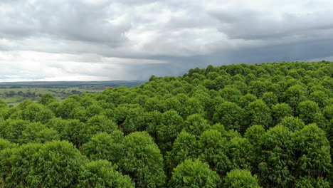 Eucalyptus-plantation-in-Brazil