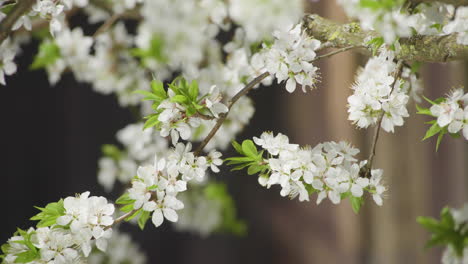 White-plum-blossom-on-breezy-tree-in-Spring,-close-up-shot