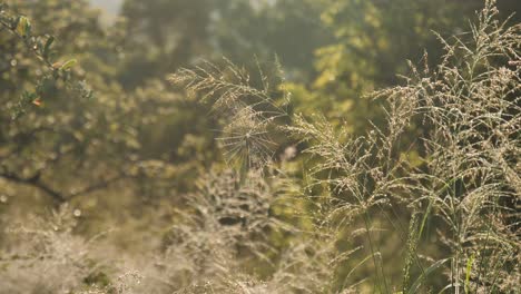 Spiderweb-basking-in-golden-hour-light-hanging-from-wild-grass