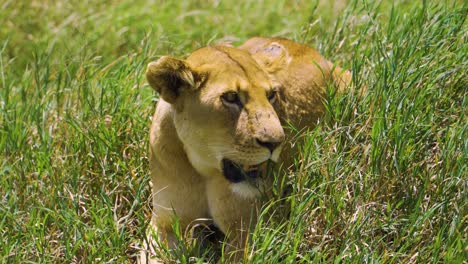 An-African-lioness-lies-on-the-green-grass-and-rests-under-the-bright-sun-in-the-hot-savannah