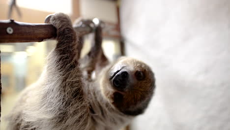 Two-toed-sloth-on-branch-looking-at-camera