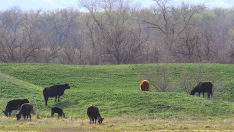 Cattle-grazing-in-a-green-field
