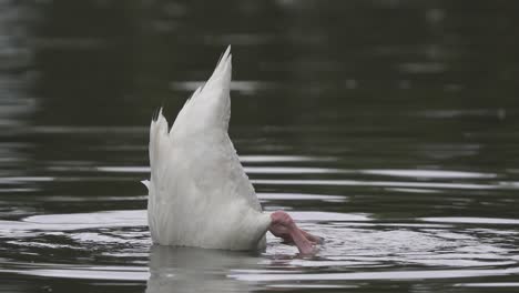 Close-up-of-a-black-necked-swan-sinking-its-body-underwater-while-searching-for-food-on-a-lake